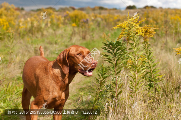 微笑在綠色的田野獵犬狗站