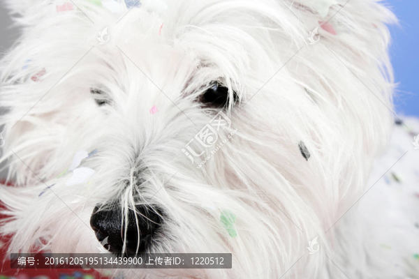 狗黨