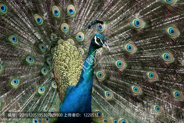 孔雀華麗的展示
