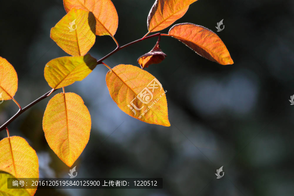 紅色的葉子