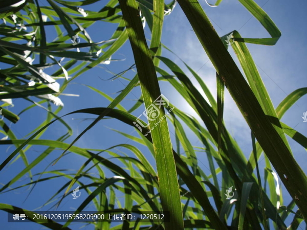 甘蔗曬太陽(yáng)。