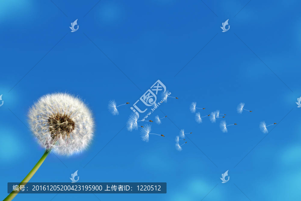 蒲公英