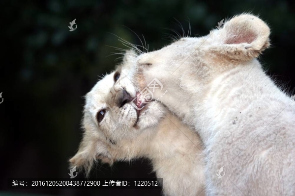 白獅小吻