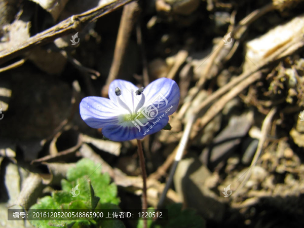花