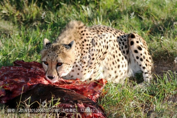 獵豹在Carcass