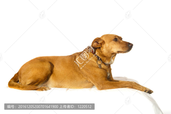 跨品種的狗