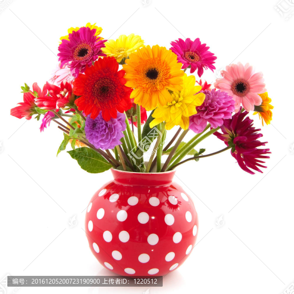 大麗花和Gerber,flowers