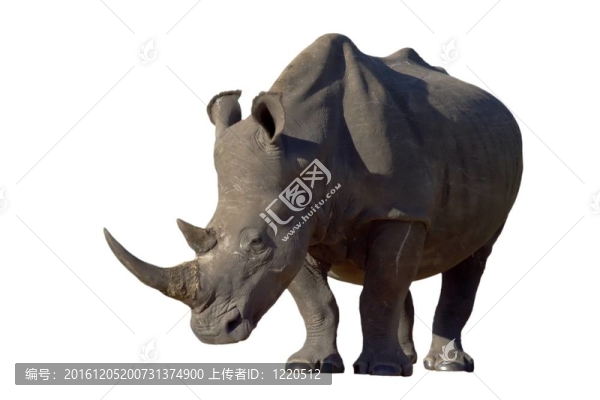 白色背景的White,Rhino