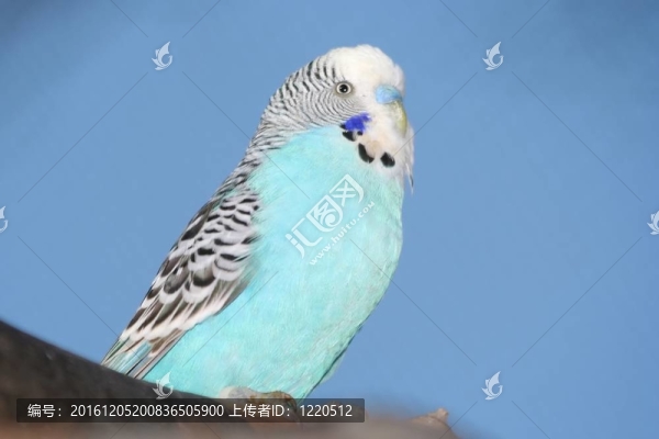 藍(lán)色的鸚鵡鳥(niǎo)的肖像