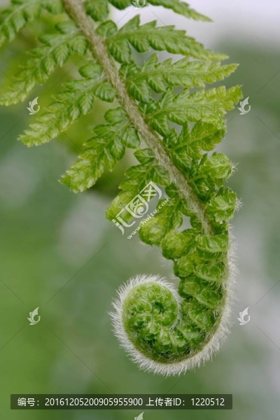 新鮮的蕨類植物的葉子