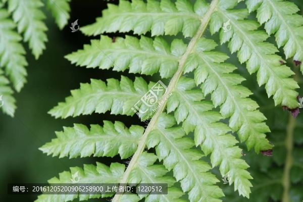 Green,Fern離開