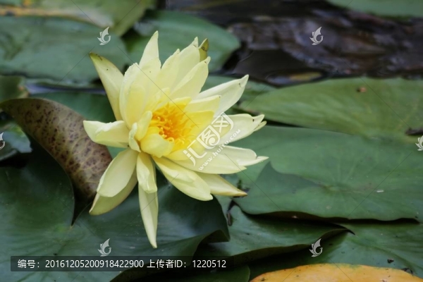 黃水百合