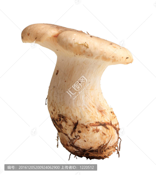 單鮮菇
