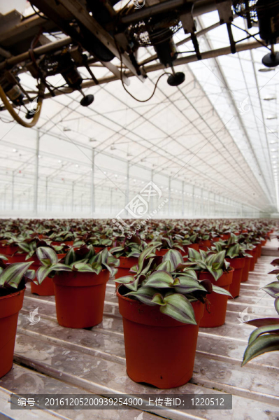溫室植物