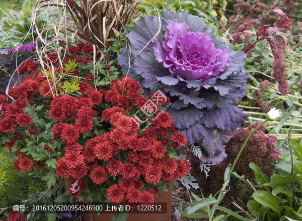 菜心紅菊花