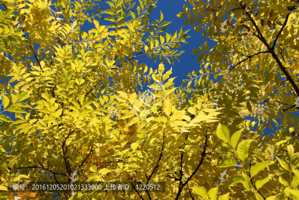 黃色的秋天樹葉和藍(lán)色的天空