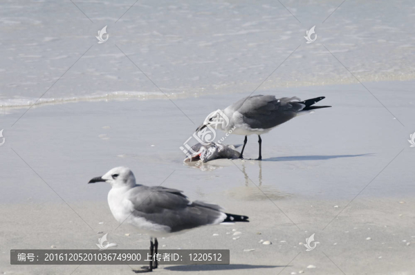 兩只海鷗和一個(gè)魚頭