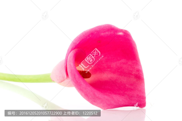 馬蹄蓮