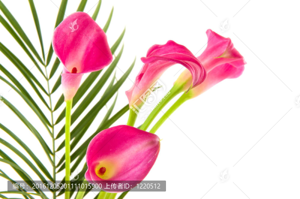 馬蹄蓮