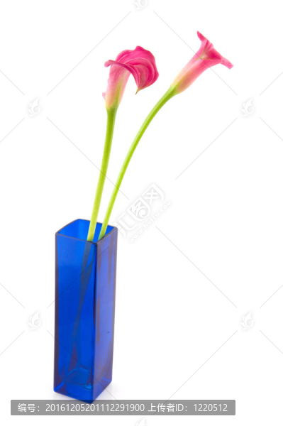 馬蹄蓮