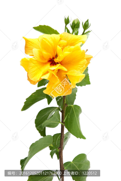 黃色的芙蓉花