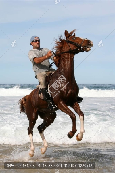 海上跳躍的馬