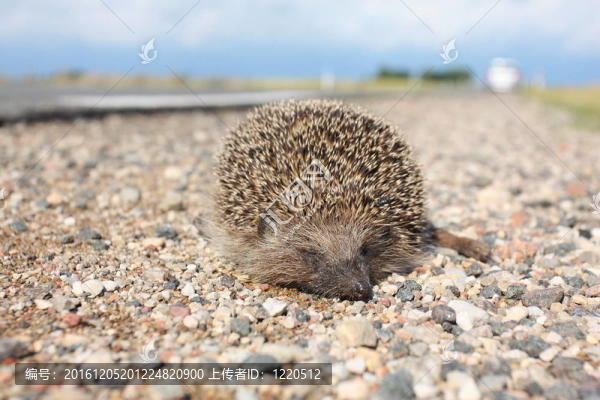路上死刺猬