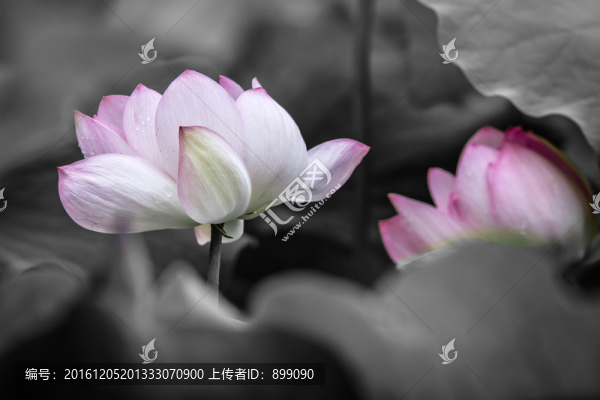 荷花素材