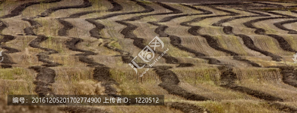 麥田大片