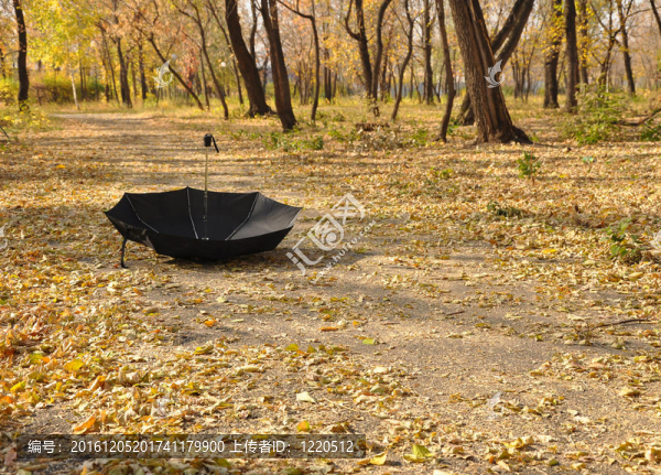 公園里的雨傘