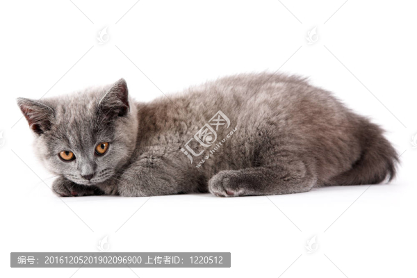 英國的小貓