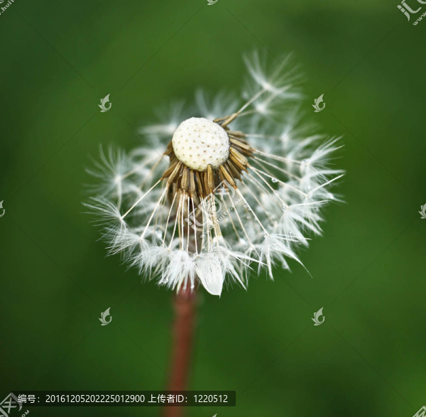 蒲公英反綠背景
