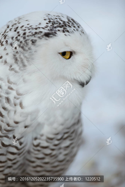 雪鸮（Bubo,scandiacus）