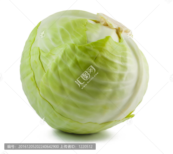 白菜白