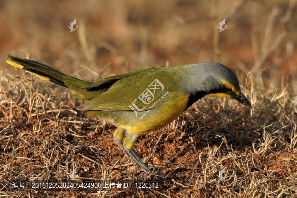 bokmakierie或bushshrike
