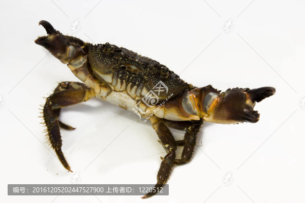 蟹