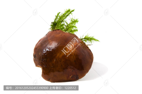 波蘭蘑菇