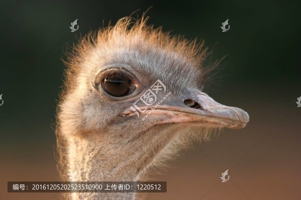 鴕鳥(niǎo)的肖像