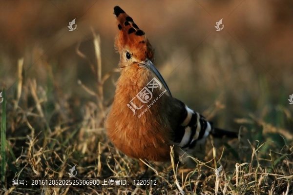 戴勝鳥