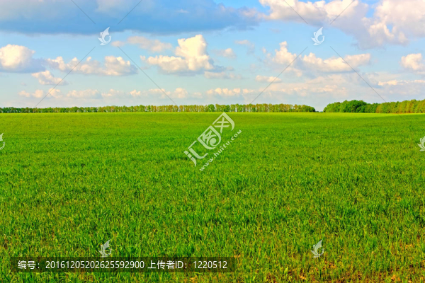綠色的田野