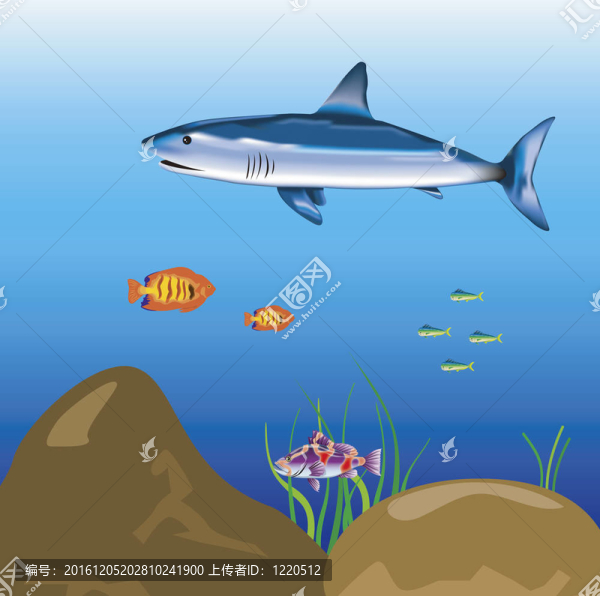 鯊魚在海洋航行