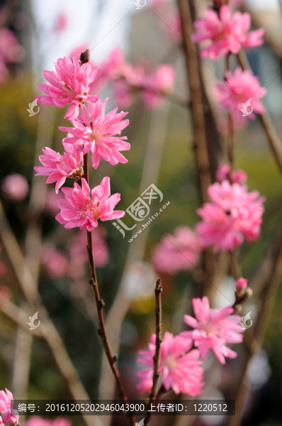 桃花