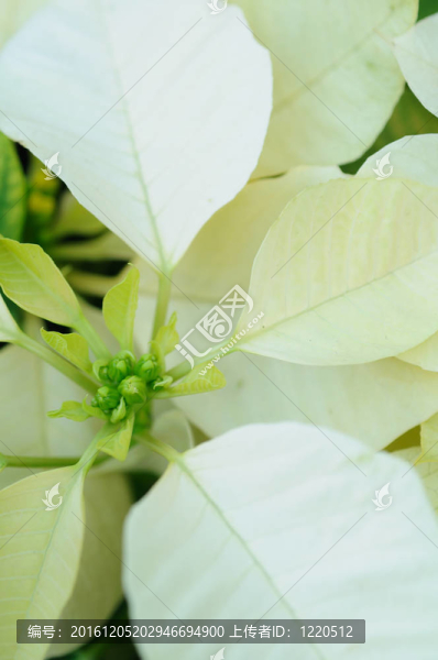 一品紅的白色的花