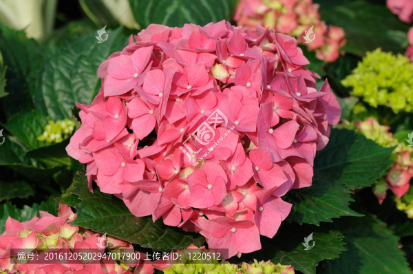 粉紅色的八仙花