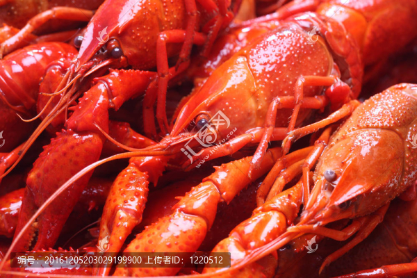 紅龍蝦