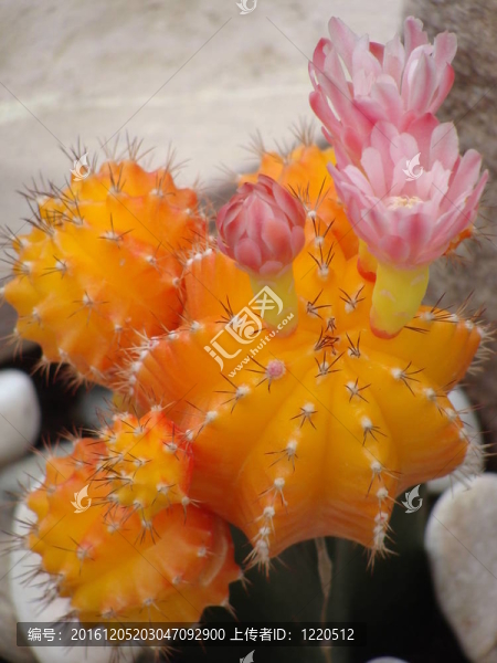 明亮的橙色的仙人掌