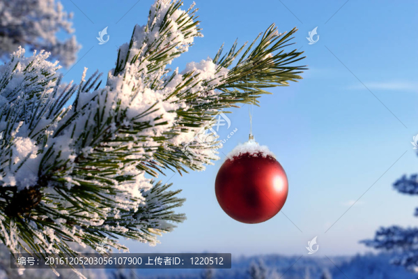 裝飾品掛在圣誕樹(shù)上掛滿了