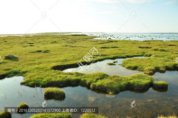 濕地濕地清澈水域