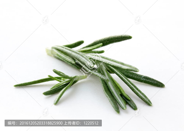 白鮮迷迭香