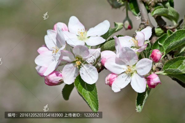 蘋果園
